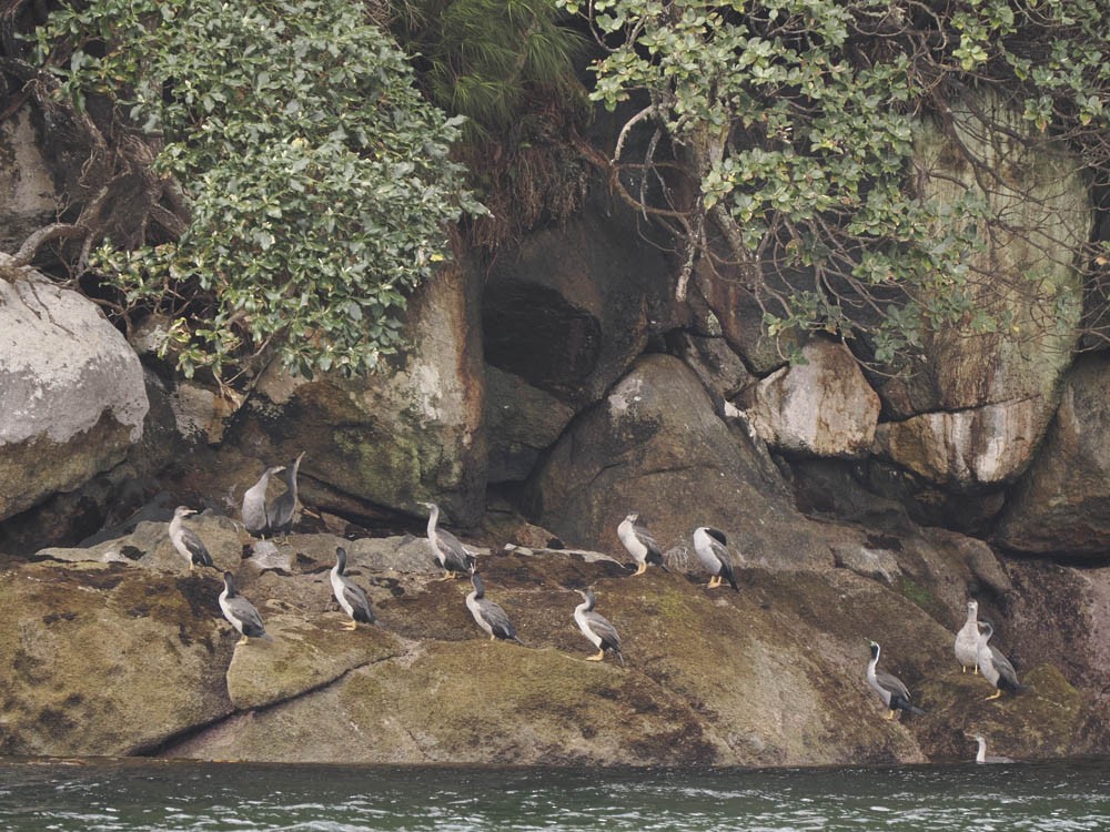 Cormoran varié - ML645969185