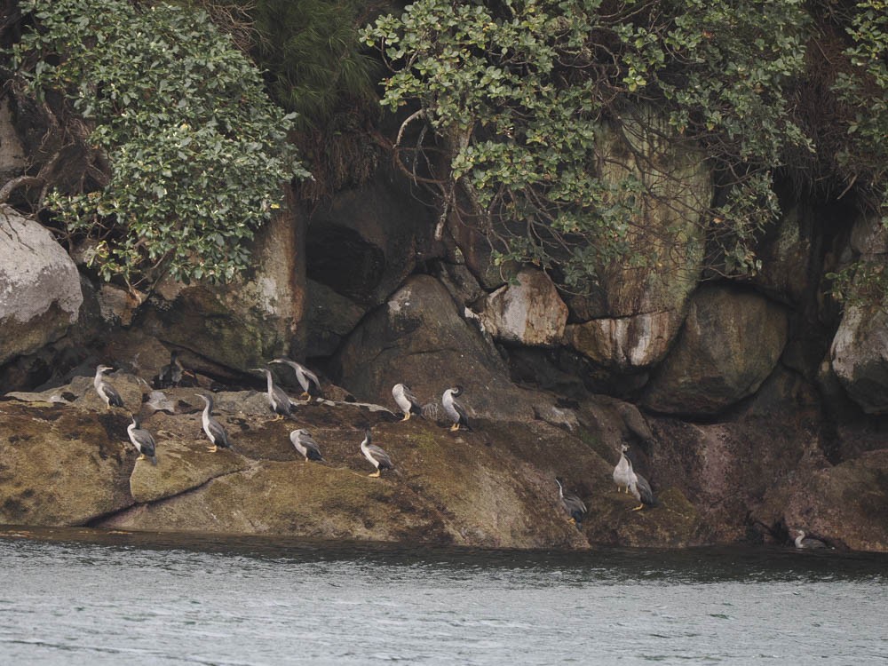 Cormoran varié - ML645969186