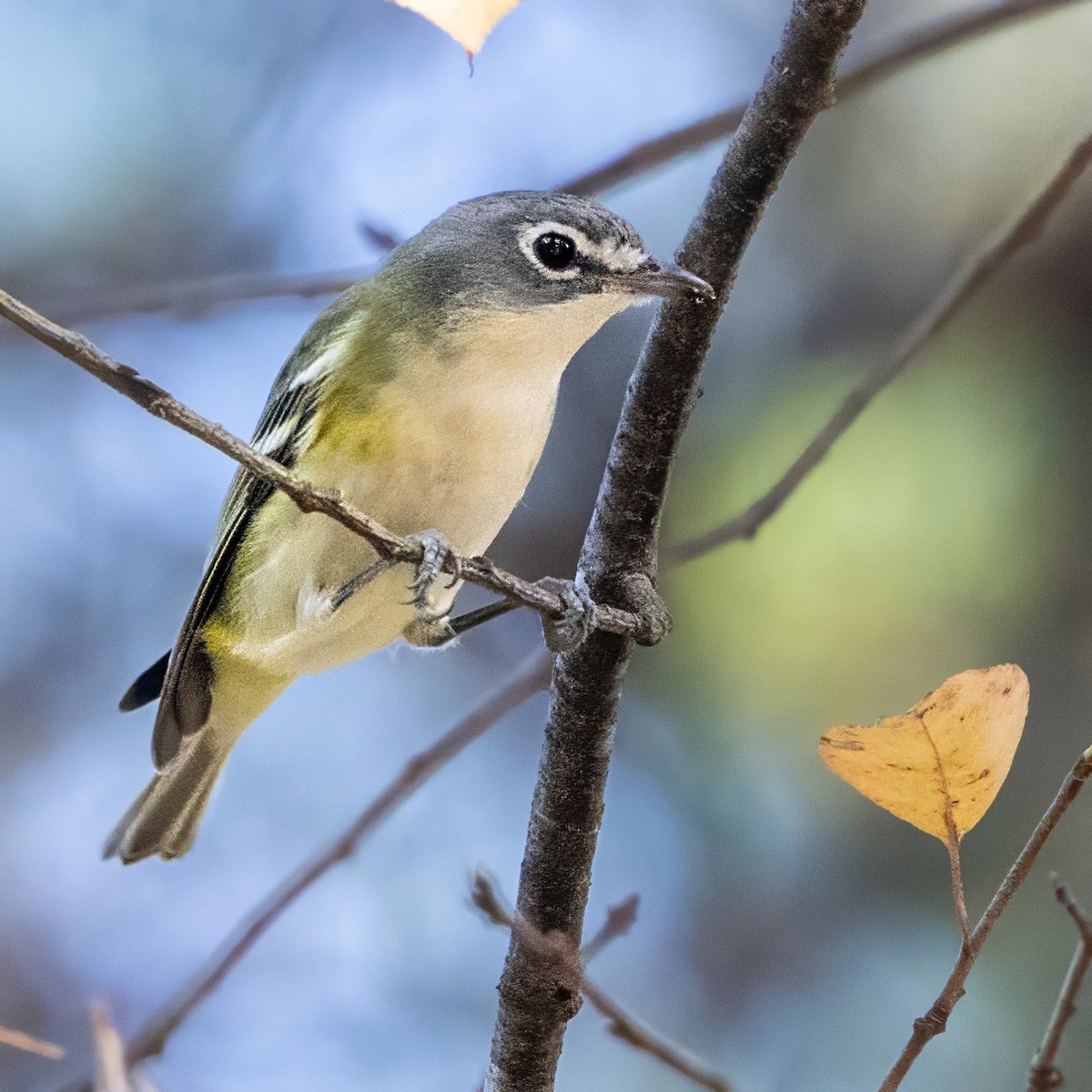 Viréo à tête bleue - ML645969187
