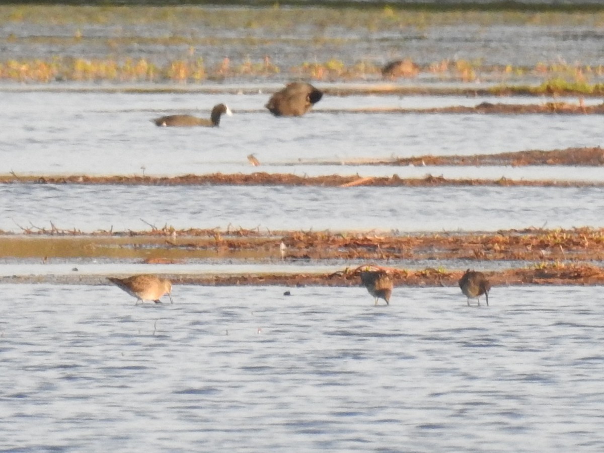 Bécassin à long bec - ML645969190