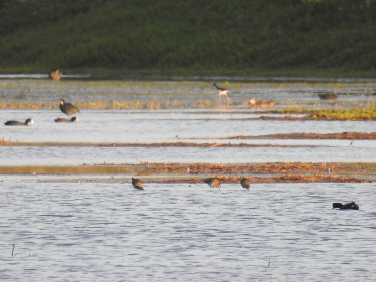 Bécassin à long bec - ML645969191