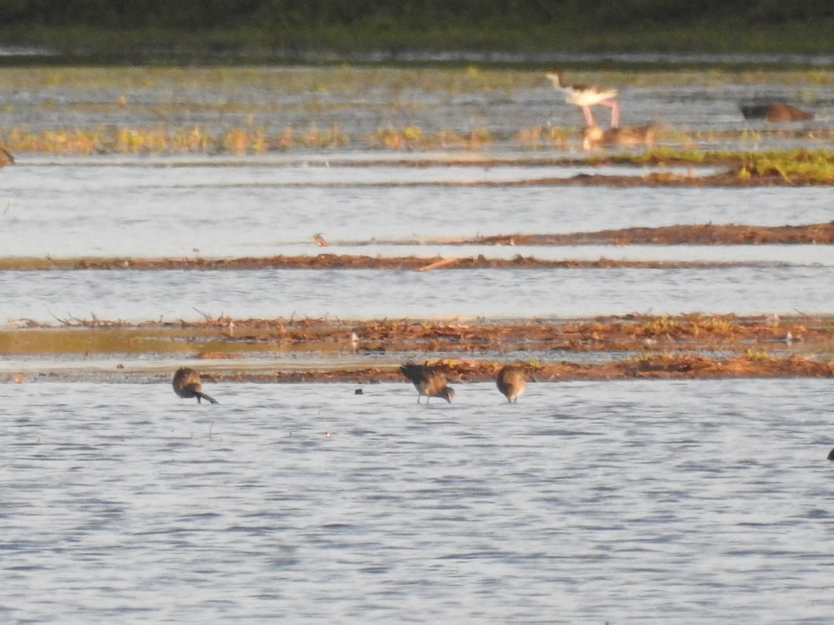 Bécassin à long bec - ML645969192