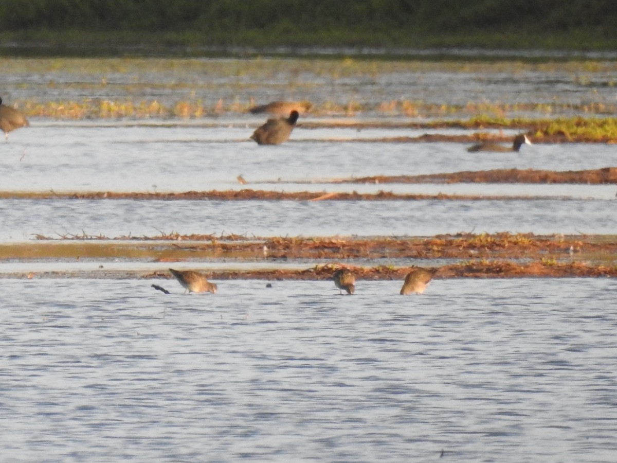 Bécassin à long bec - ML645969193