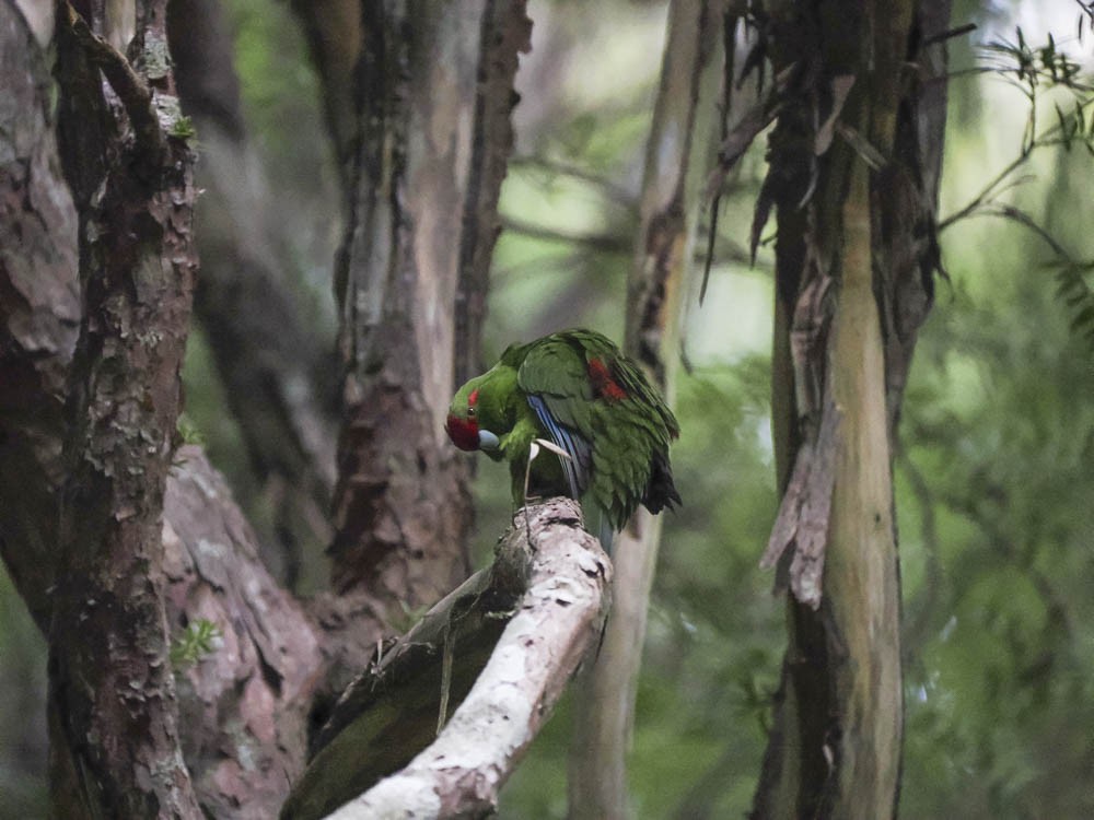 Perruche de Sparrman - ML645969196