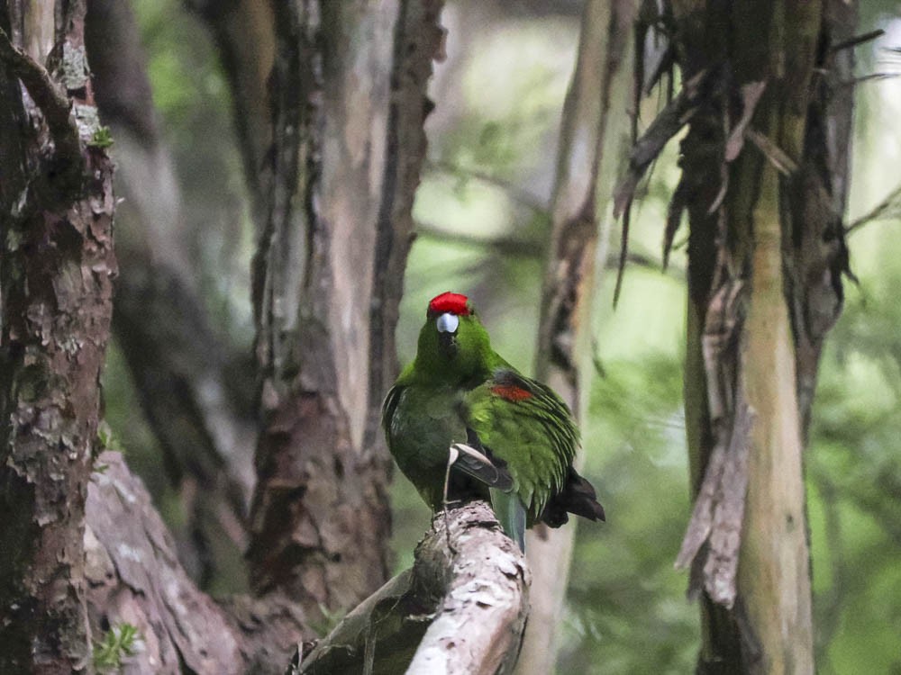 Perruche de Sparrman - ML645969197