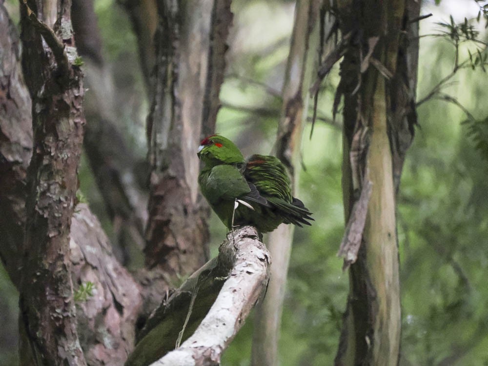 Perruche de Sparrman - ML645969198