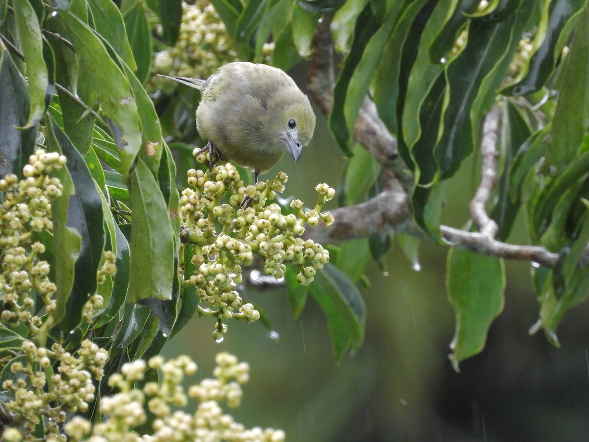 Tangara des palmiers - ML645969199