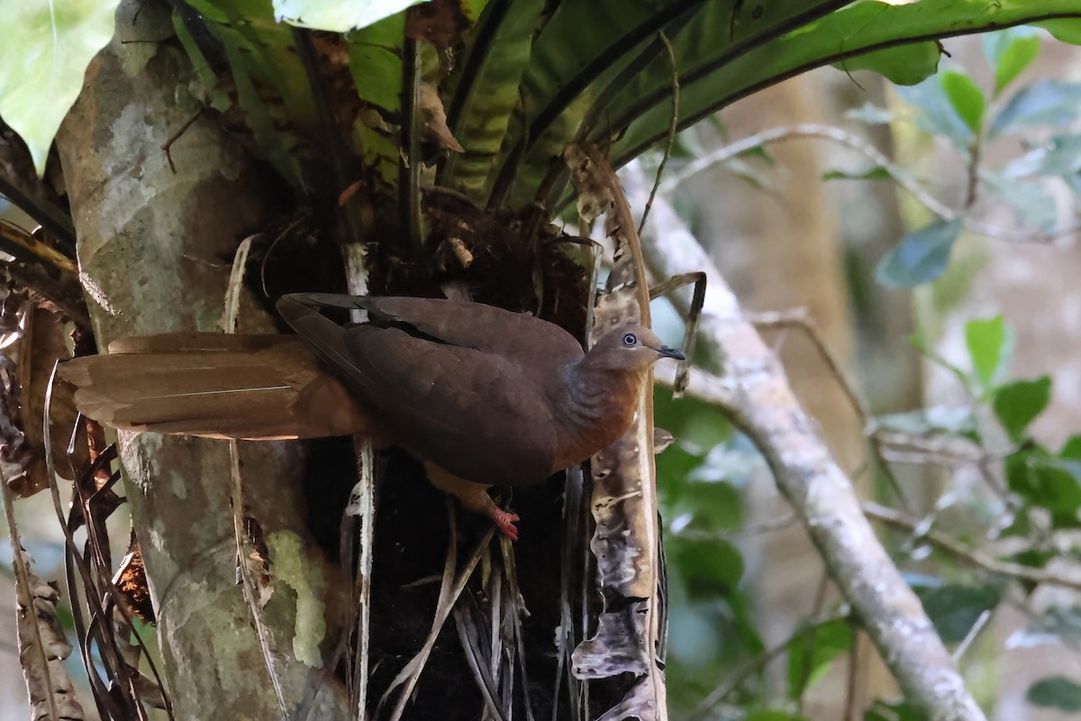 Phasianelle brune - ML645969200