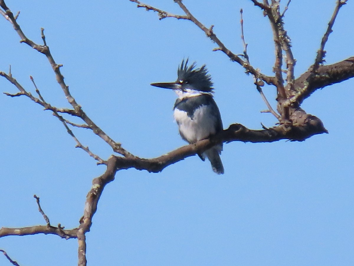 Martin-pêcheur d'Amérique - ML645969201