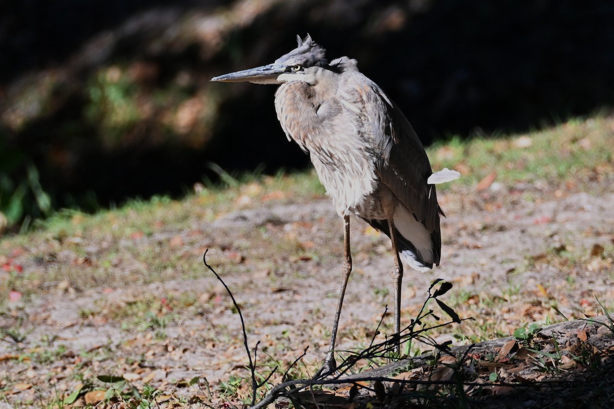 Grand Héron - ML645969202