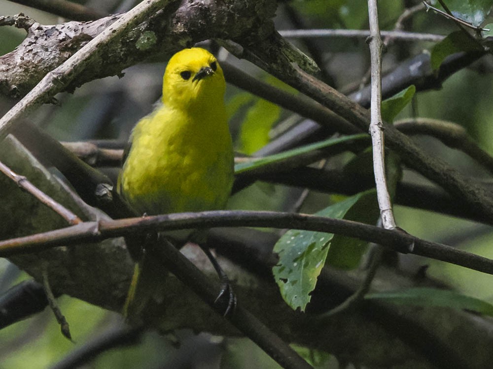 Mohoua à tête jaune - ML645969203