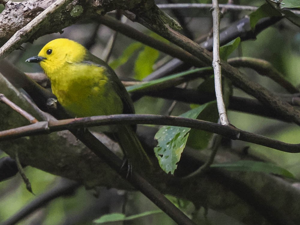 Mohoua à tête jaune - ML645969204