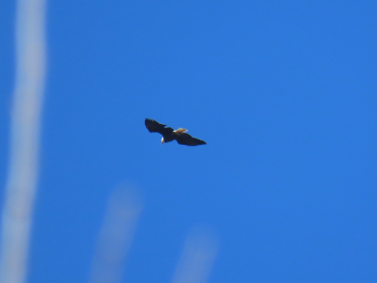 Itsas arrano buruzuria - ML645969205