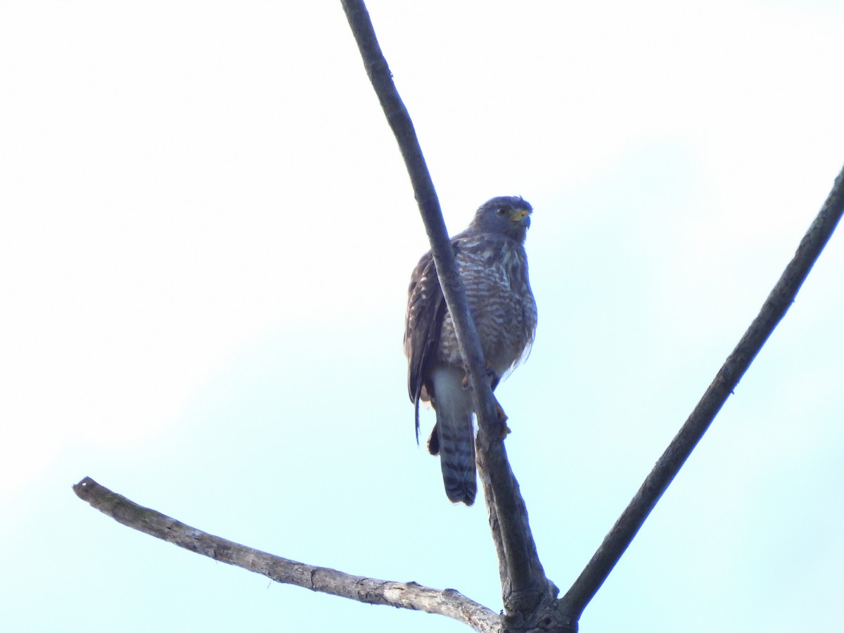 káně krahujová - ML645969207