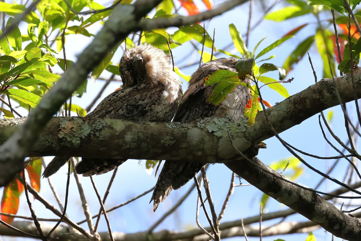 Tawny Frogmouth - ML645969209