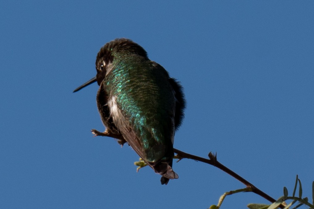 Anna's Hummingbird - ML645969221