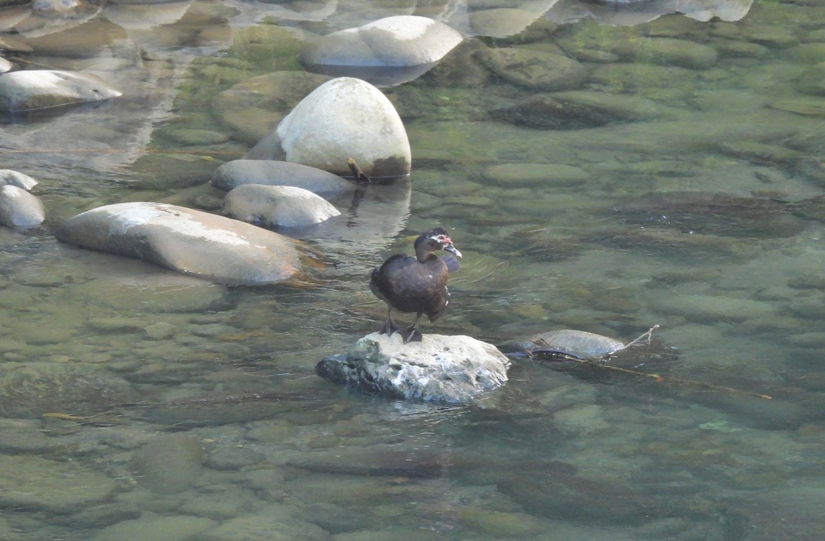 ノバリケン - ML645969235