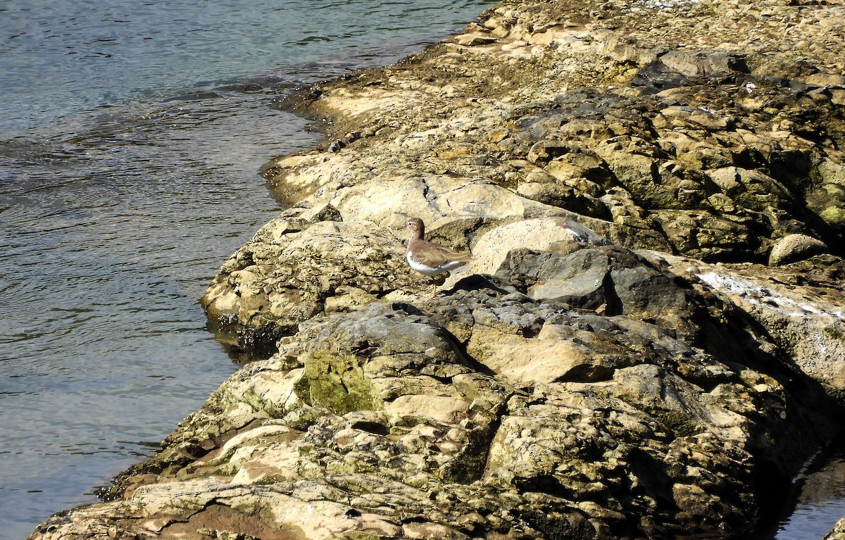 アメリカイソシギ - ML645969236