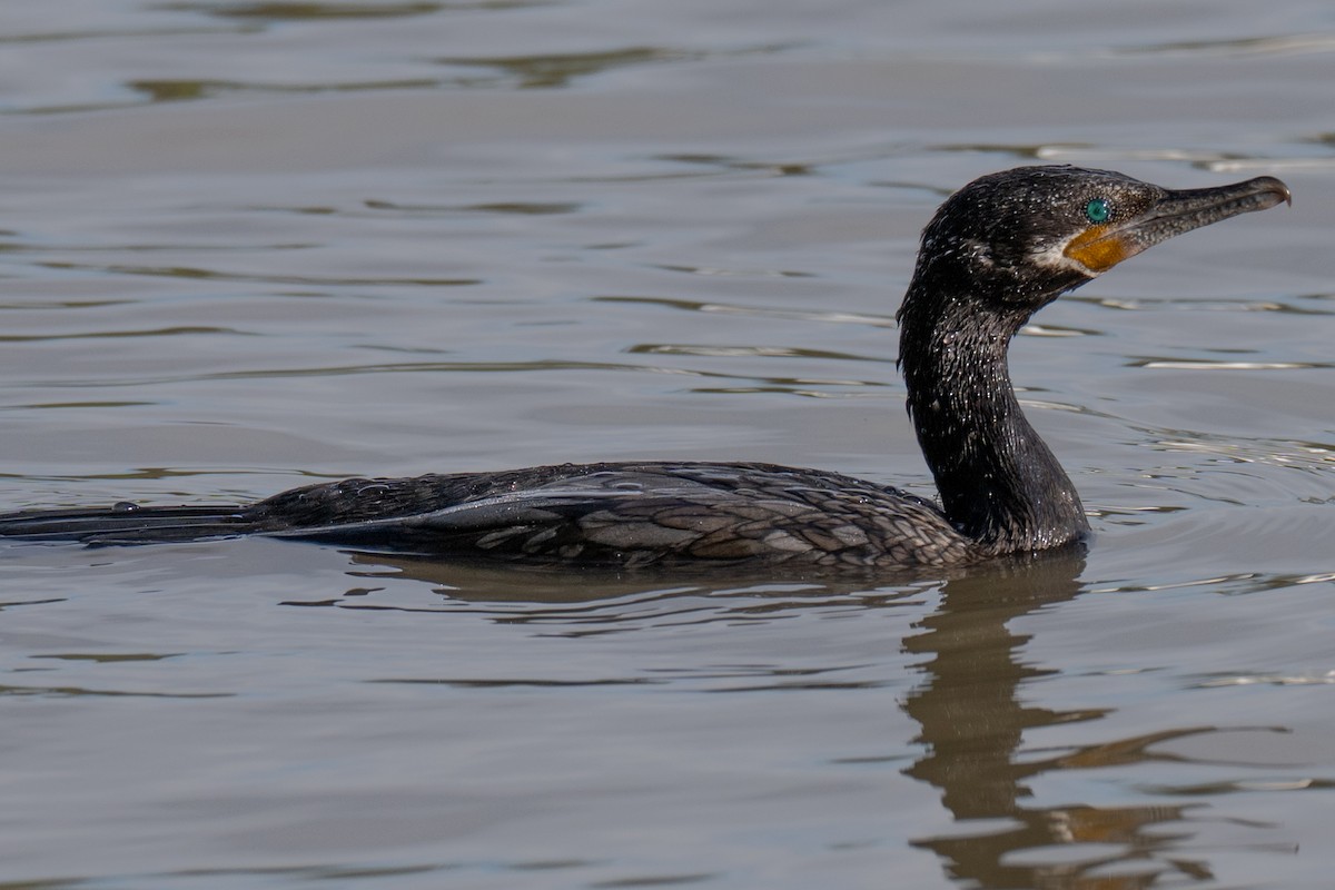 Neotropic Cormorant - ML645969240