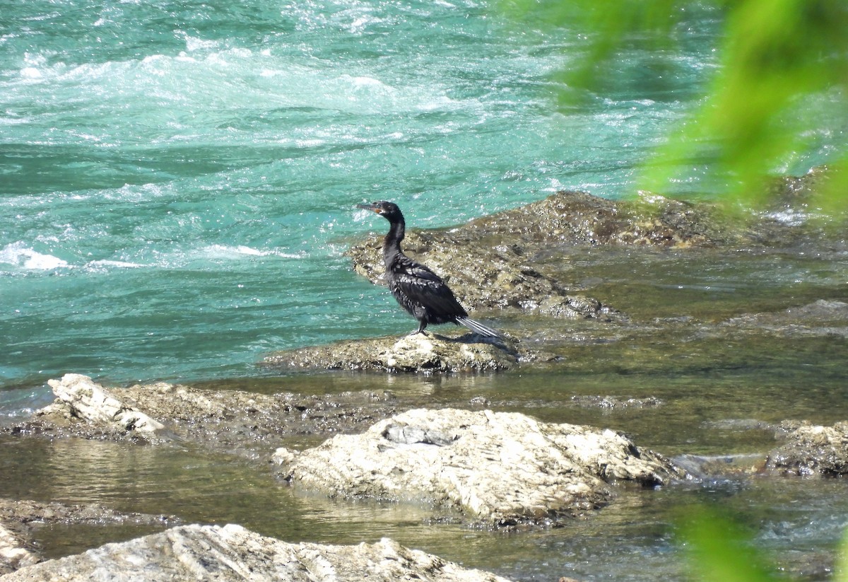 ナンベイヒメウ - ML645969242