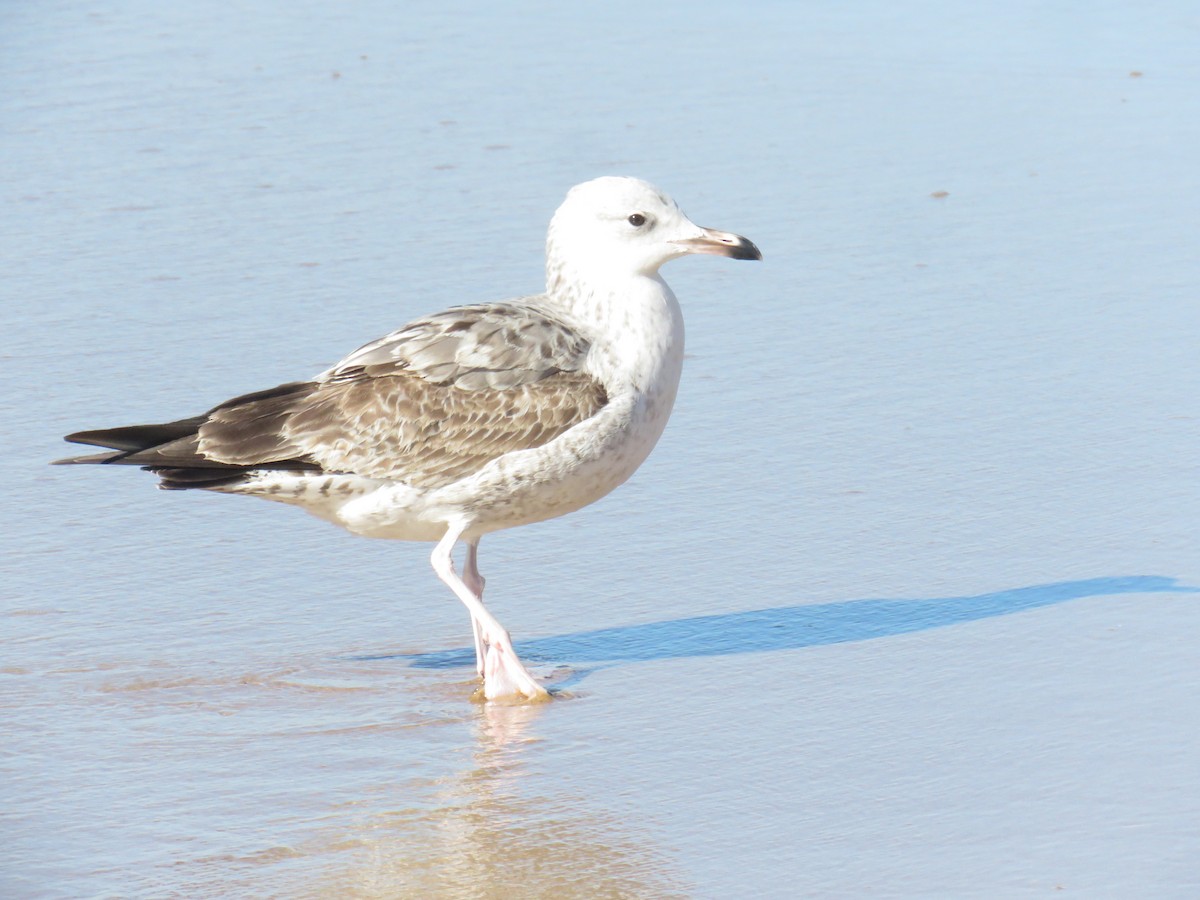 Caspian Gull - ML645969251