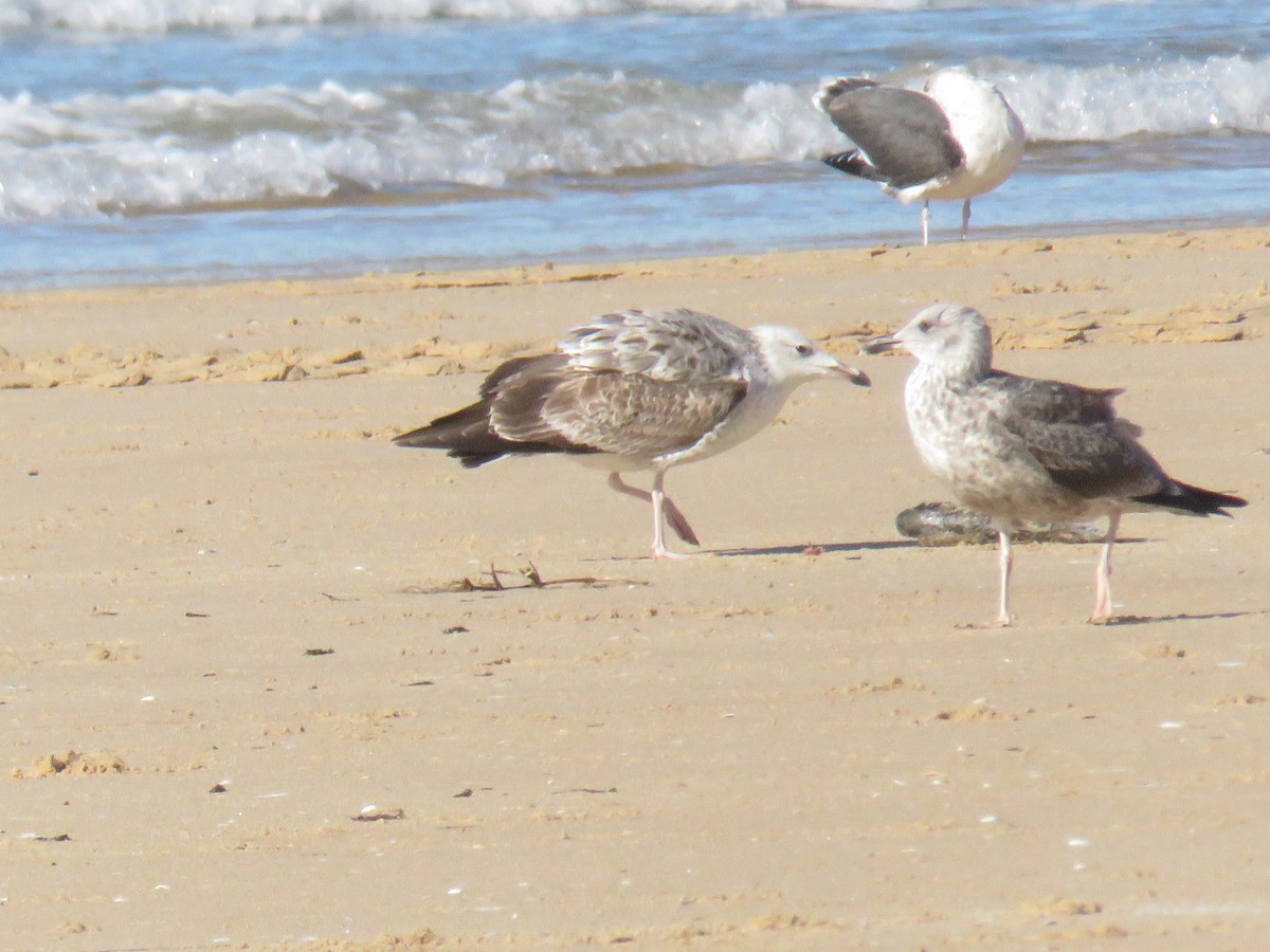 Caspian Gull - ML645969253