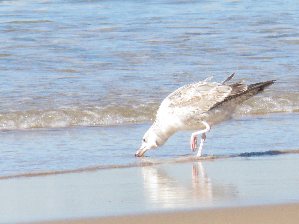 Caspian Gull - ML645969255
