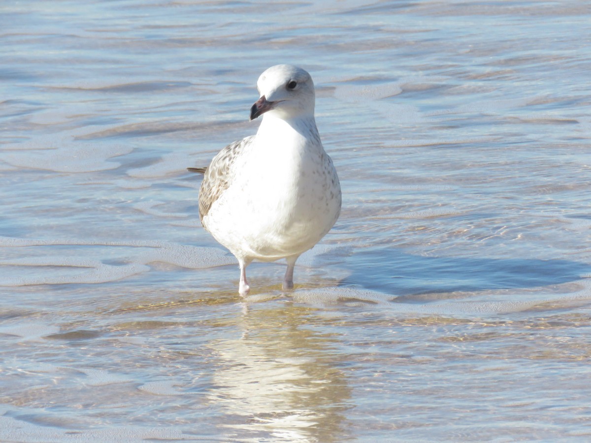 Caspian Gull - ML645969256