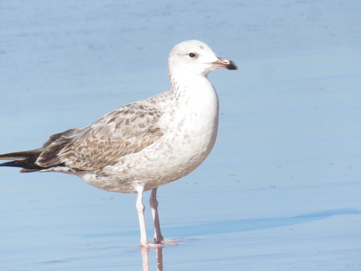 Caspian Gull - ML645969258