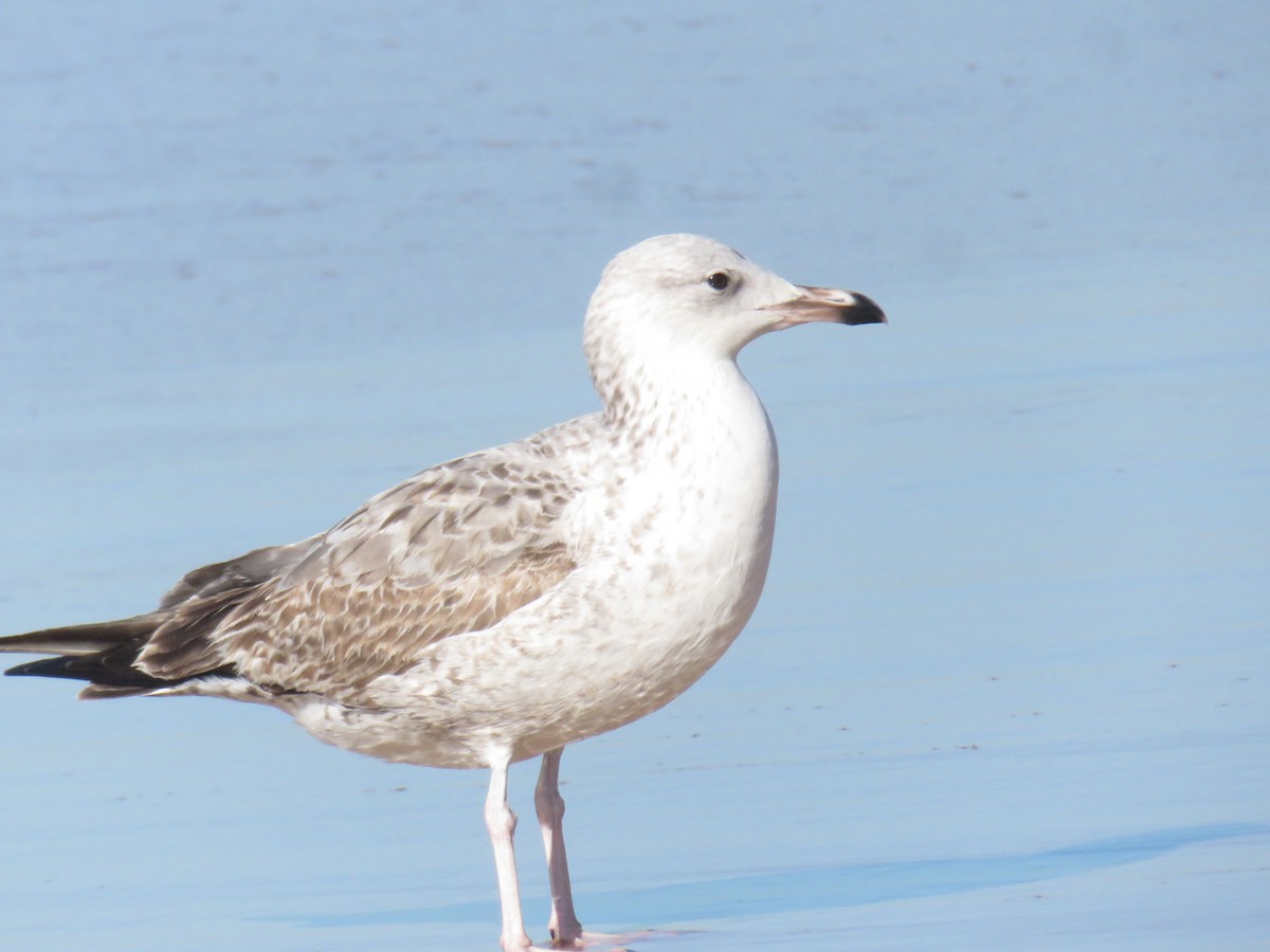Caspian Gull - ML645969259