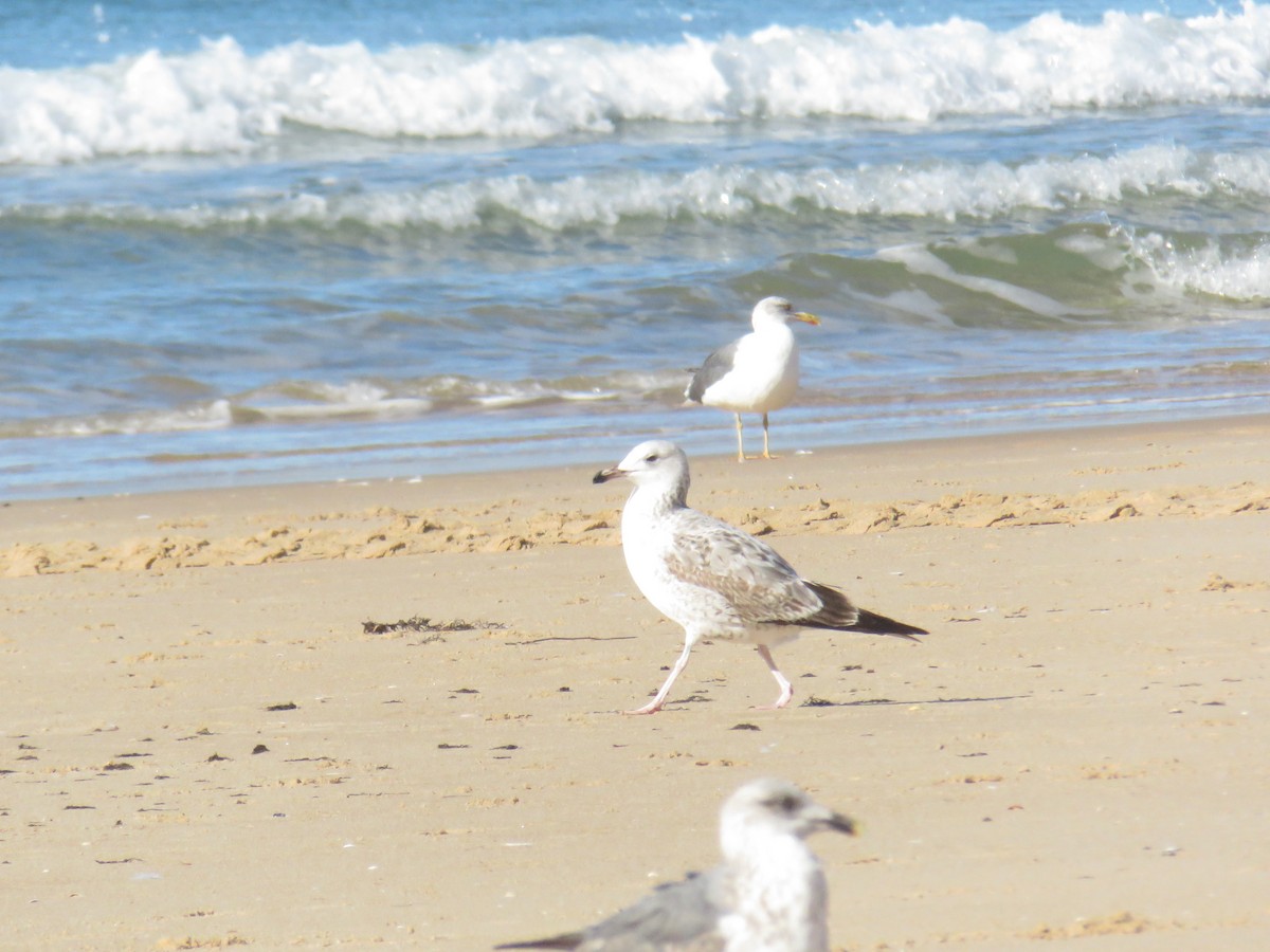 Caspian Gull - ML645969260