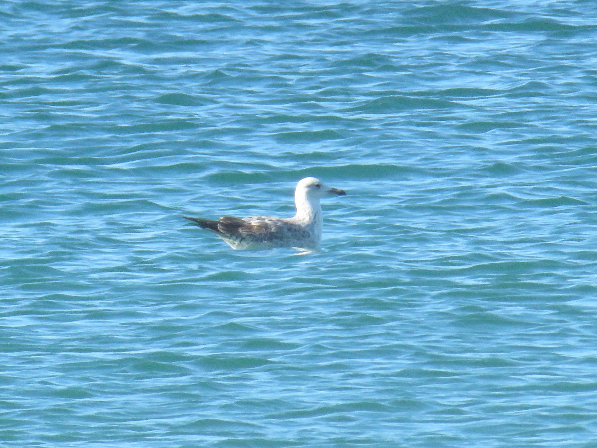 Caspian Gull - ML645969261