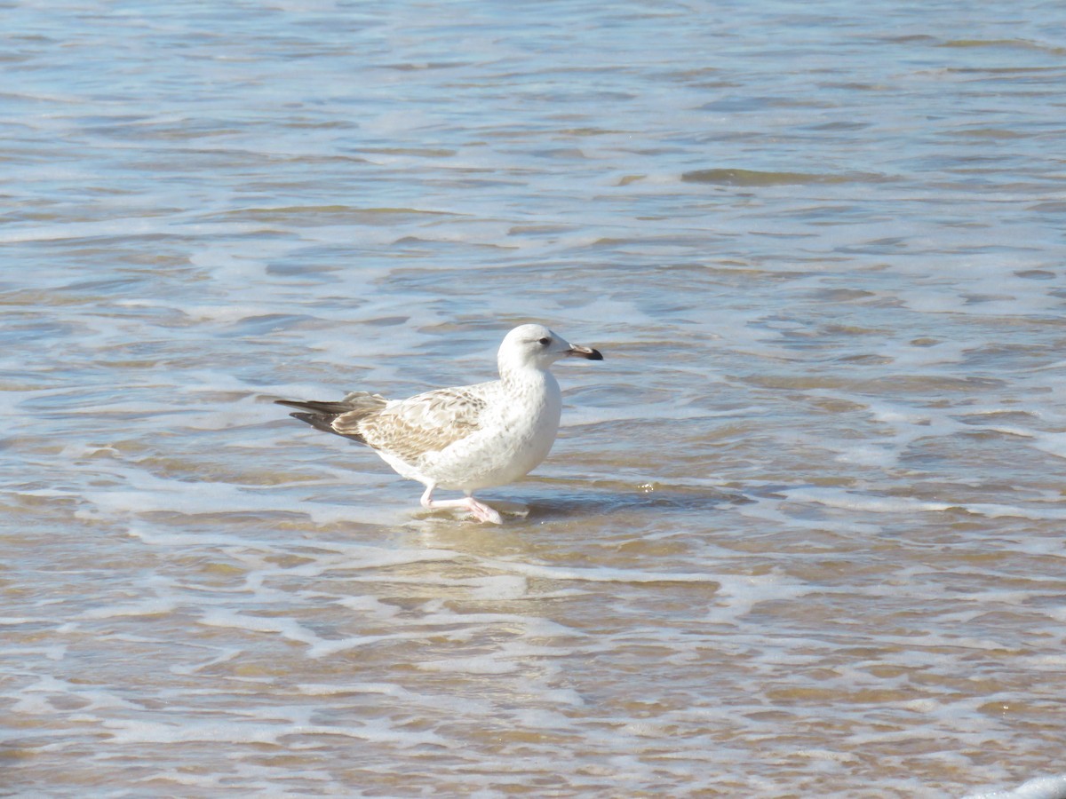 Caspian Gull - ML645969262