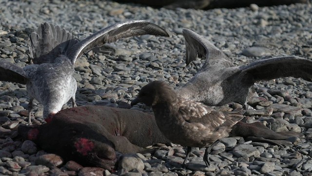 Southern Giant-Petrel - ML645969263