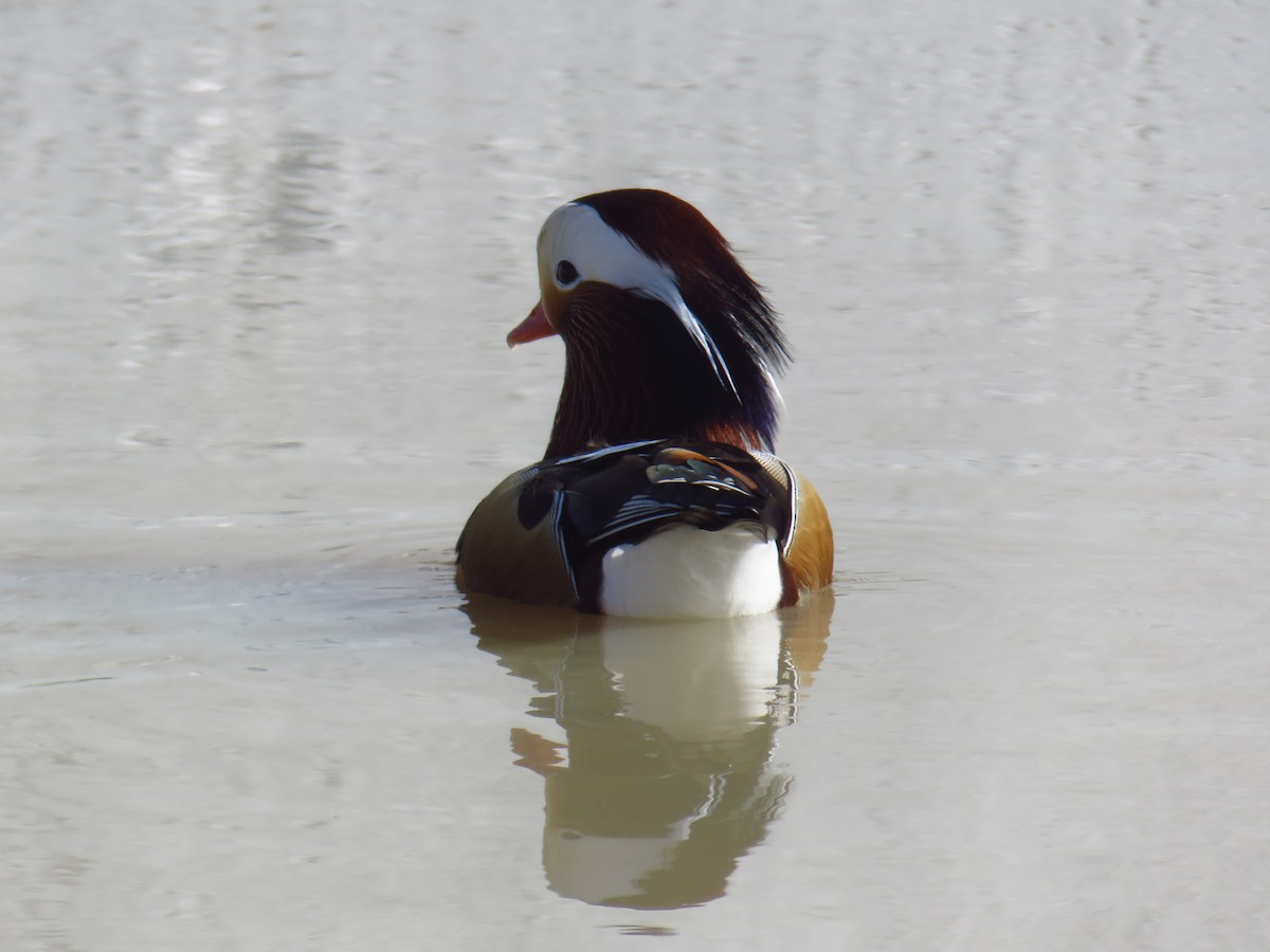 Mandarin Duck - ML645969265