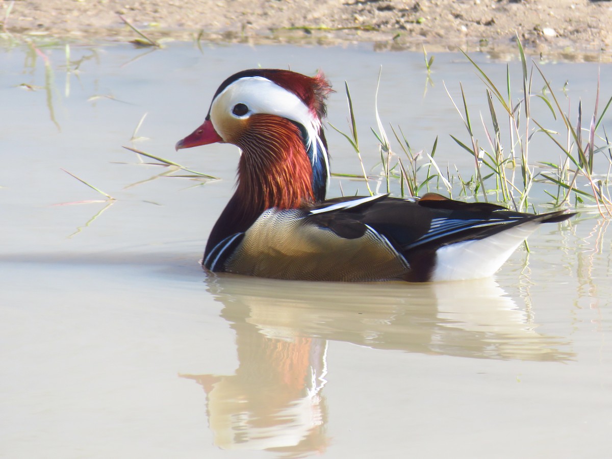 Mandarin Duck - ML645969267