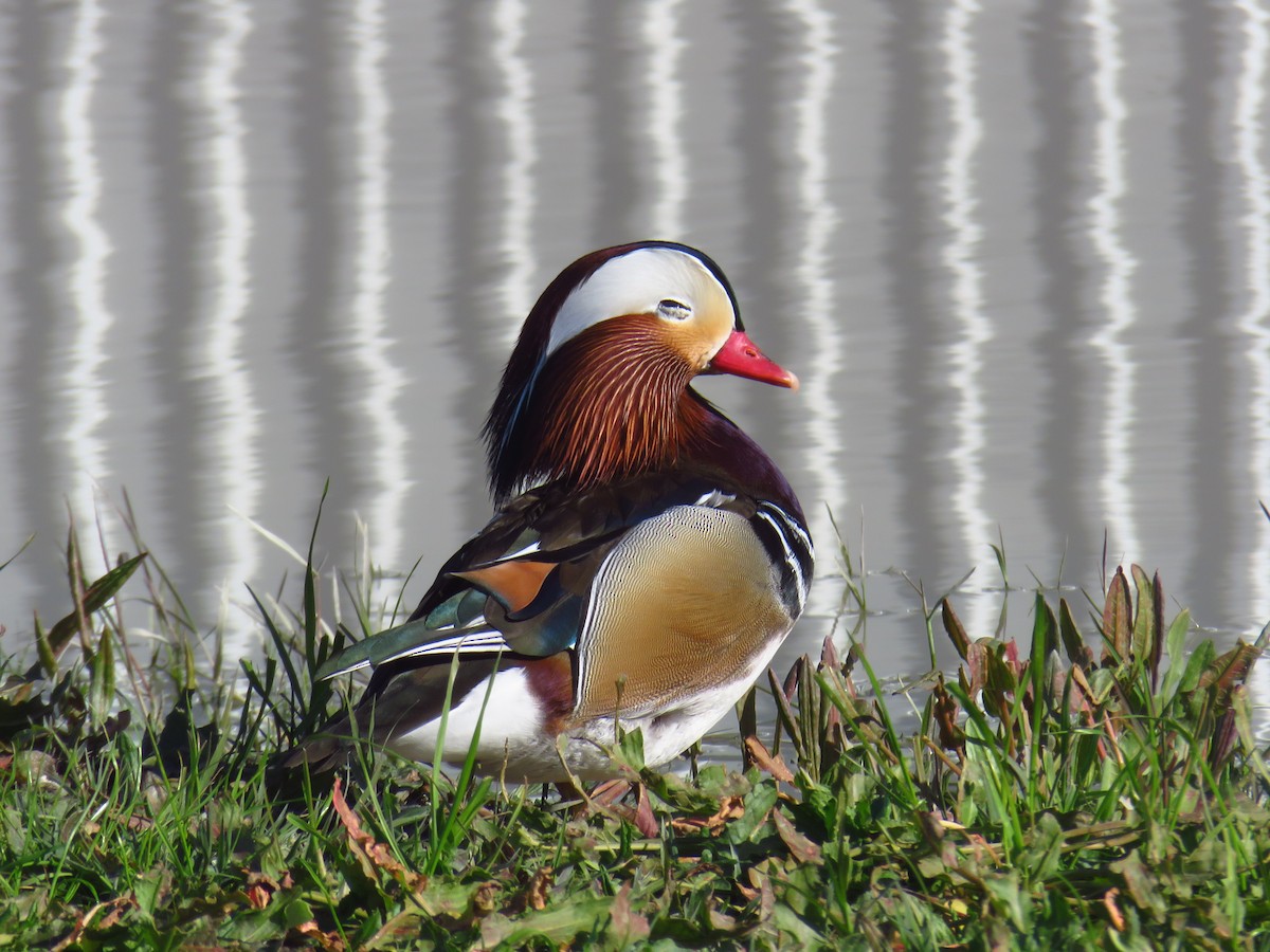 Mandarin Duck - ML645969268