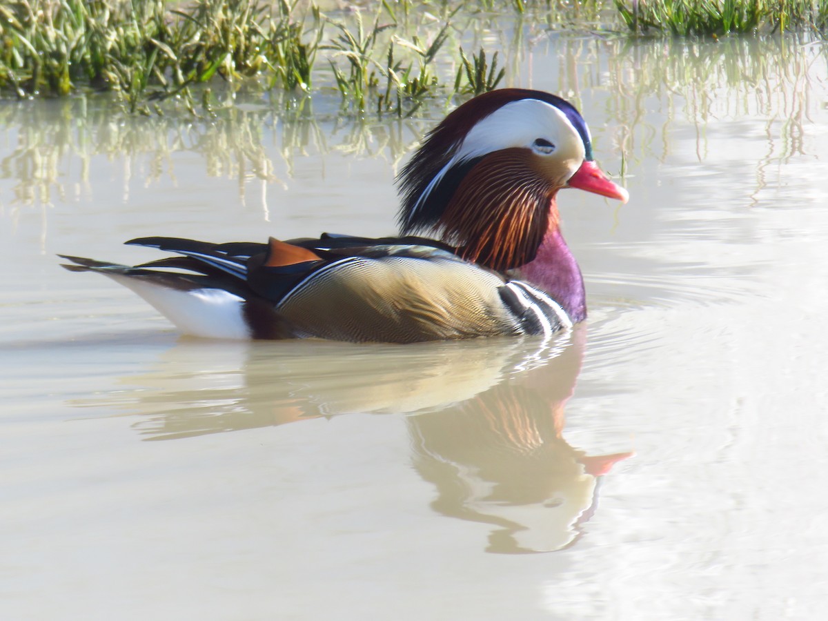 Mandarin Duck - ML645969269