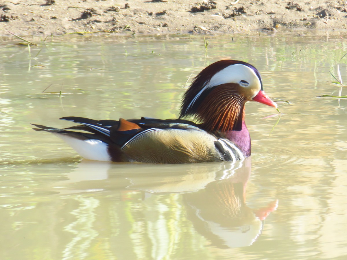 Mandarin Duck - ML645969270