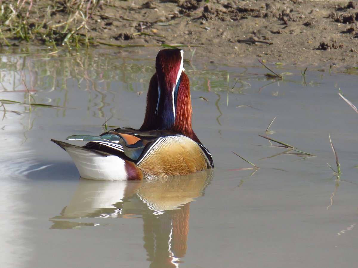 Mandarin Duck - ML645969271