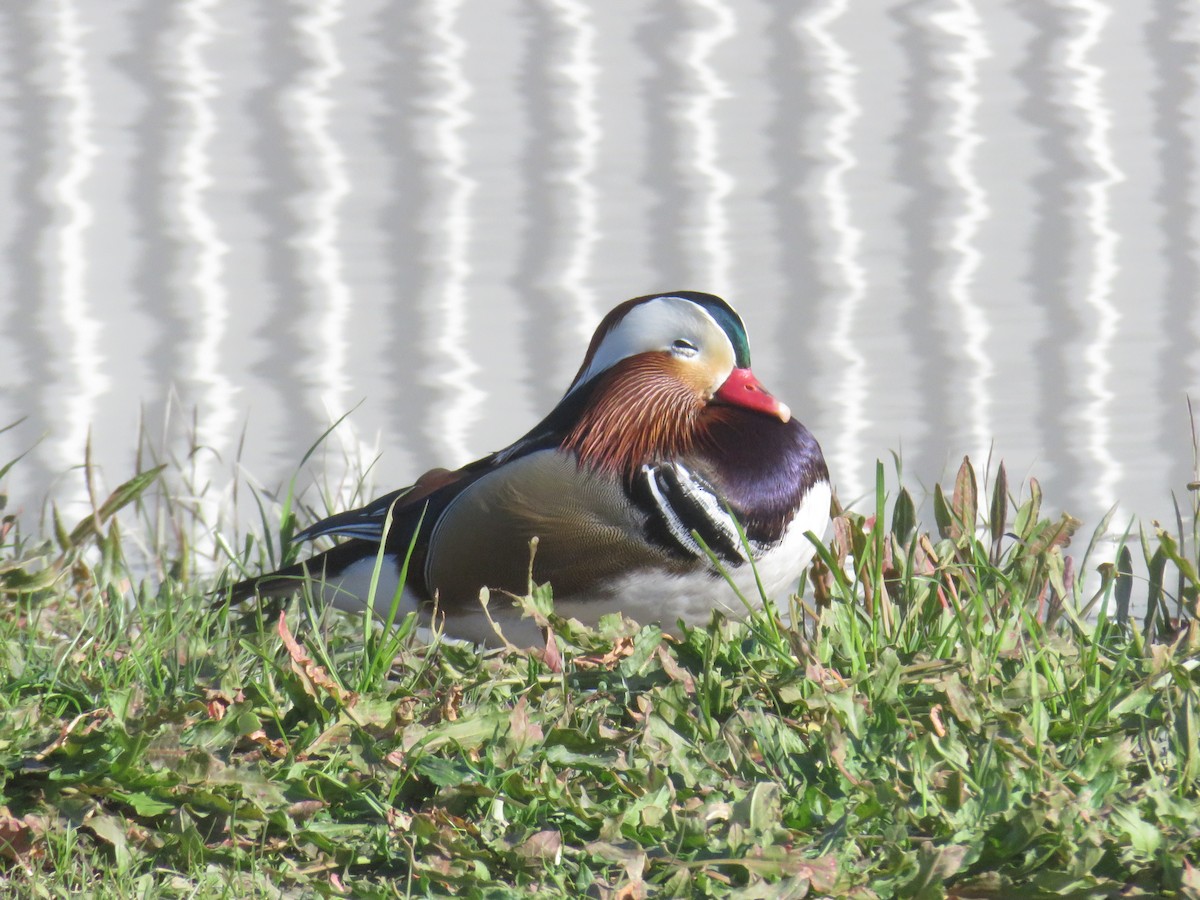 Mandarin Duck - ML645969272