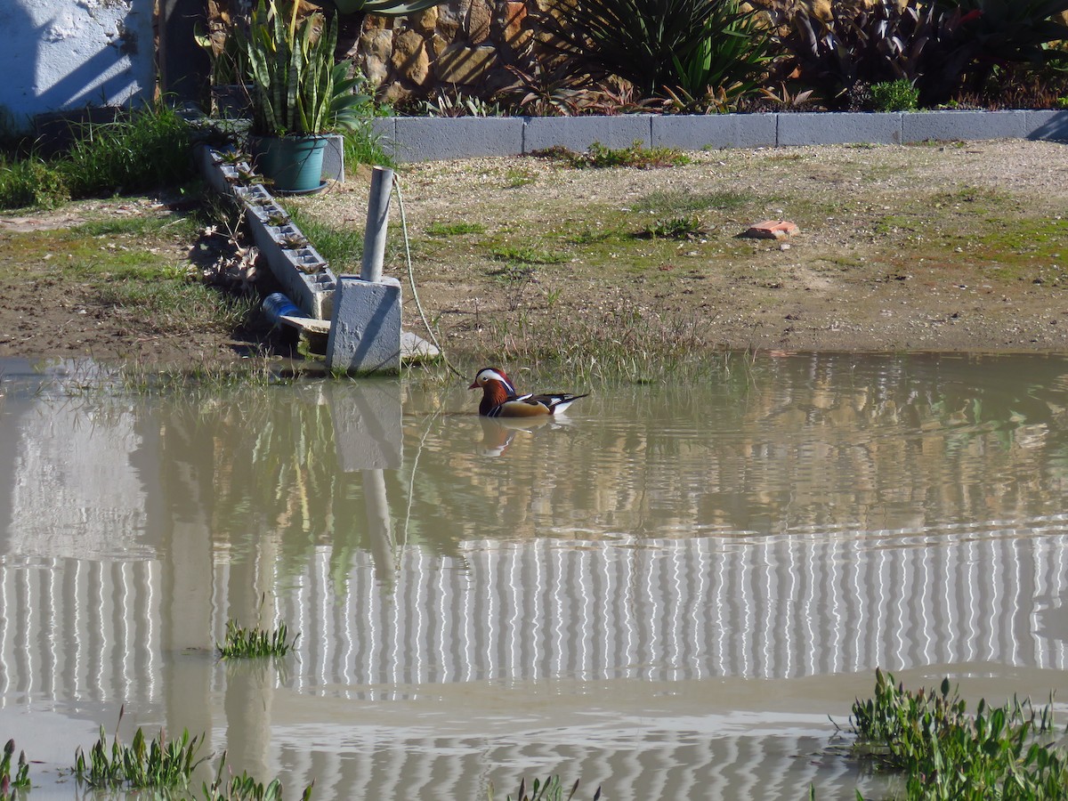 Mandarin Duck - ML645969273