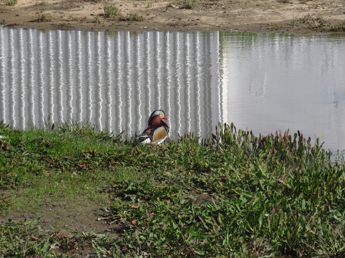 Mandarin Duck - ML645969275