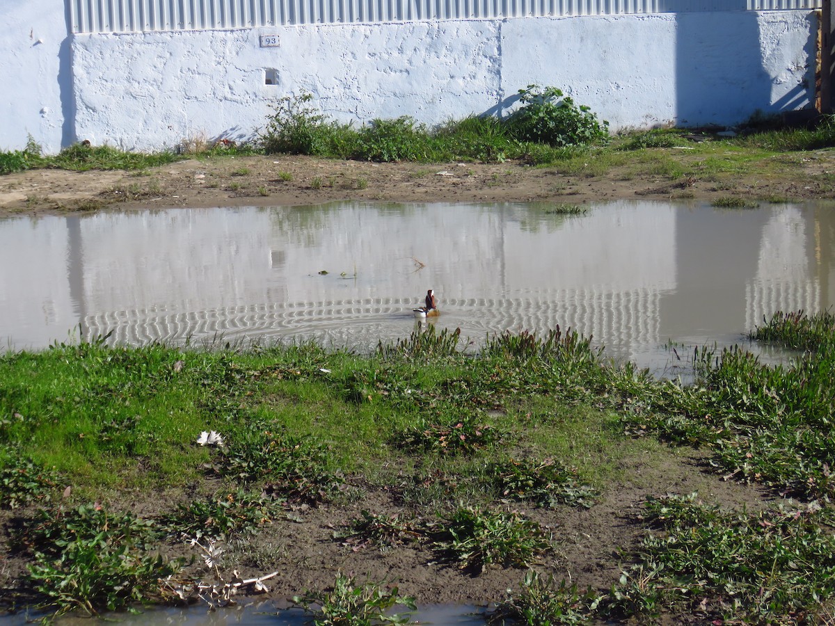 Mandarin Duck - ML645969276