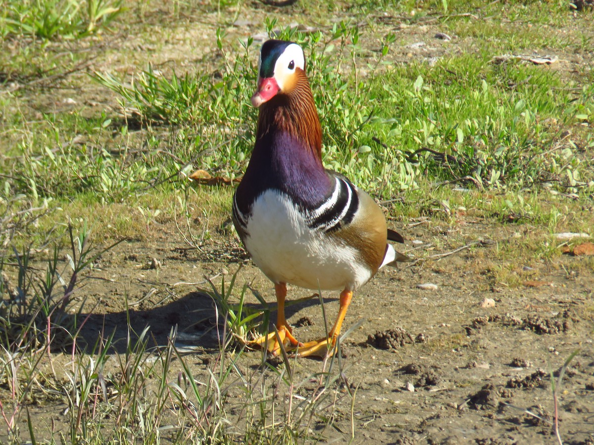 Mandarin Duck - ML645969277