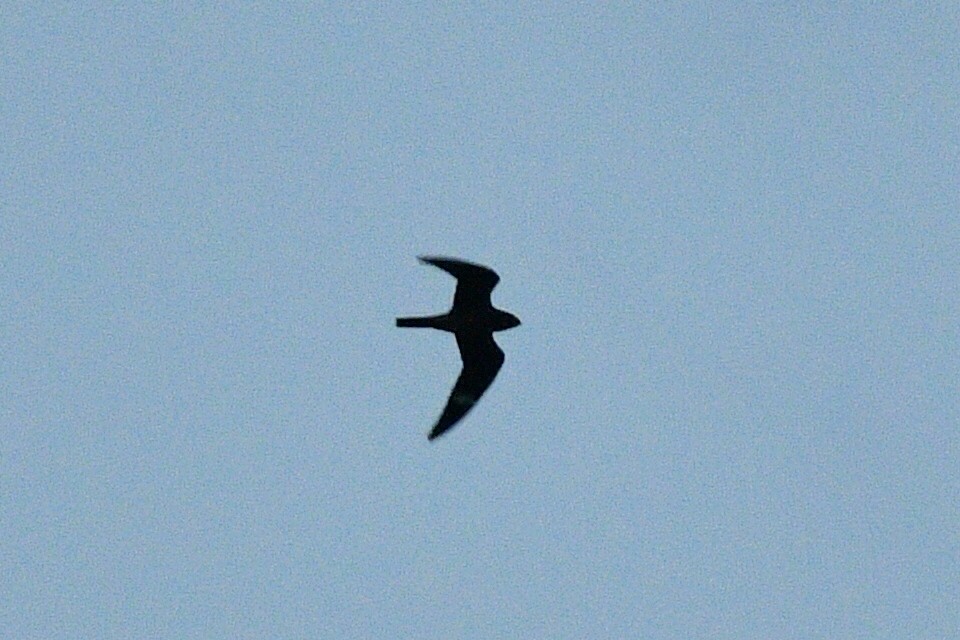 Common Nighthawk - ML645969279