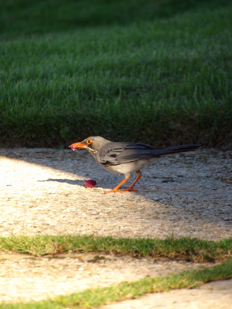 rødnebbtrost - ML645969282