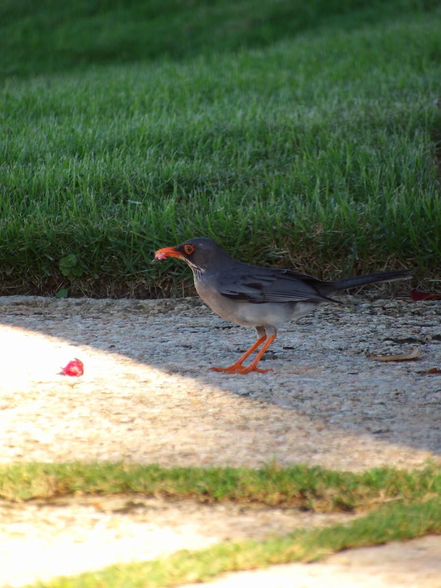 Eastern Red-legged Thrush - ML645969284