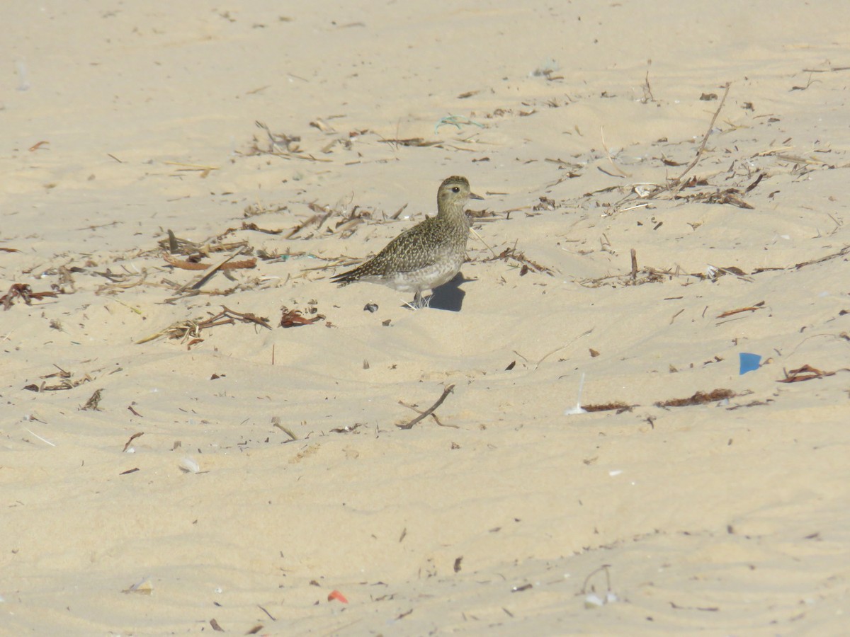 European Golden-Plover - ML645969285