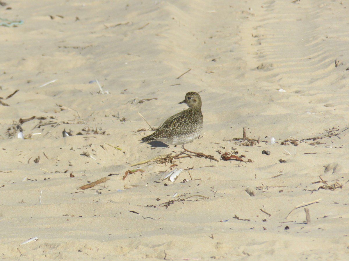 European Golden-Plover - ML645969286